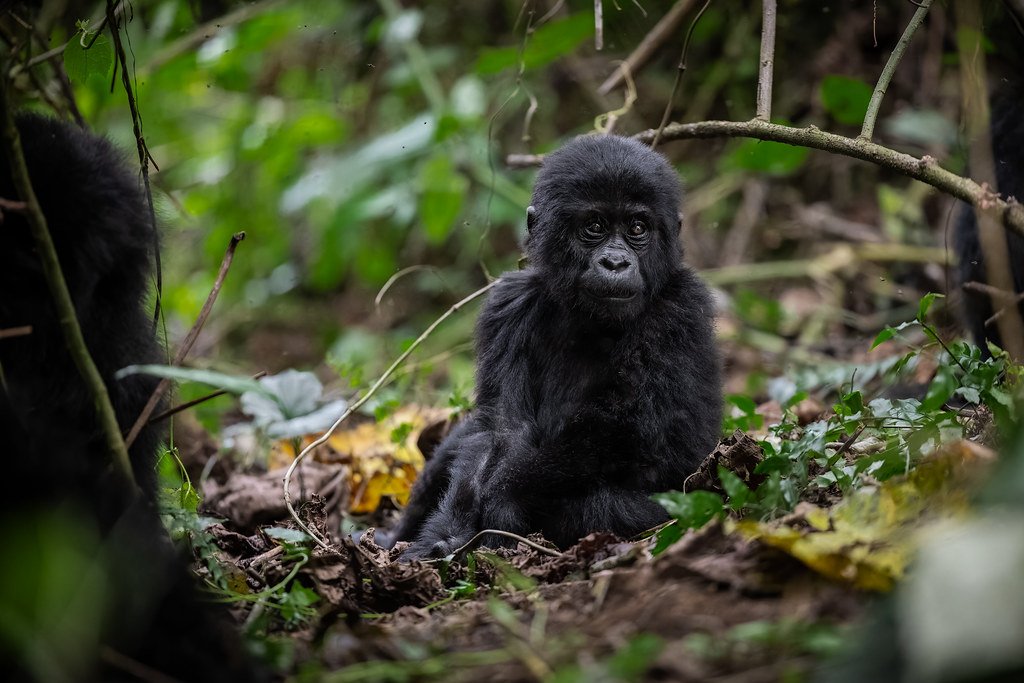 The Cost of Uganda Gorilla Trekking Permit