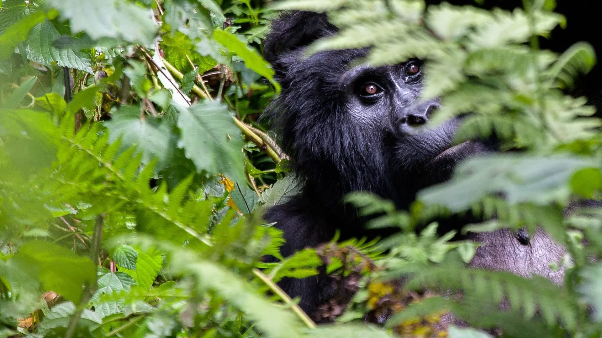 Uganda Announces Conservation Tariff Review Effective July 1st, 2024
