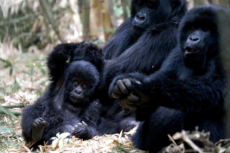 6 Days Rwanda Vacation Safari