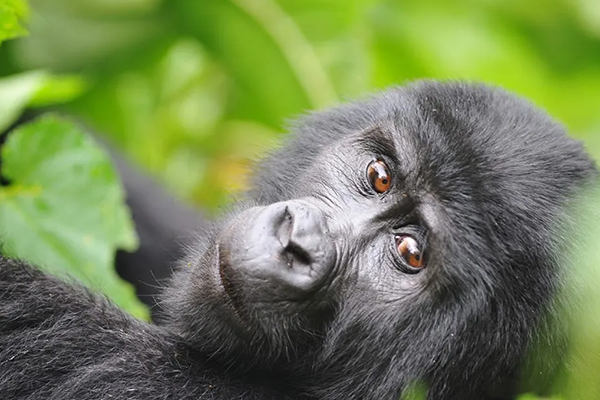 3 Days Uganda Gorilla Trekking