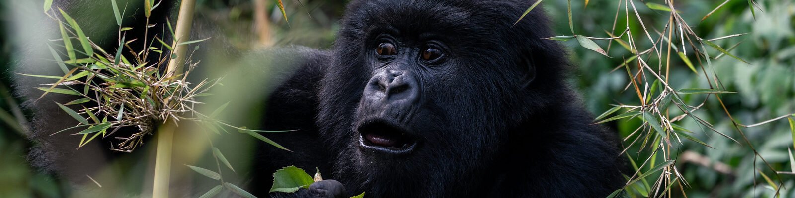 Gorilla tracking in Volcanoes National Park, Rwanda