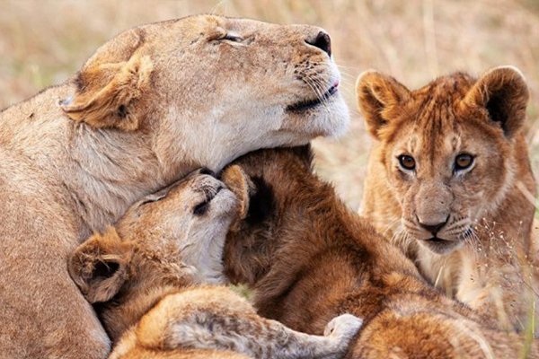 Big 5 safari in Tanzania 