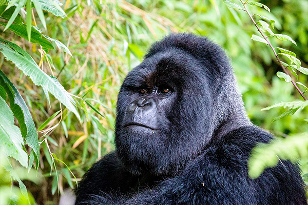 7 Days Uganda Primates Trekking