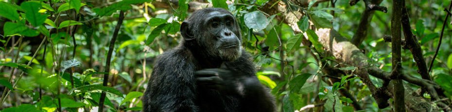 Is it safe to do gorilla trekking in Uganda?
