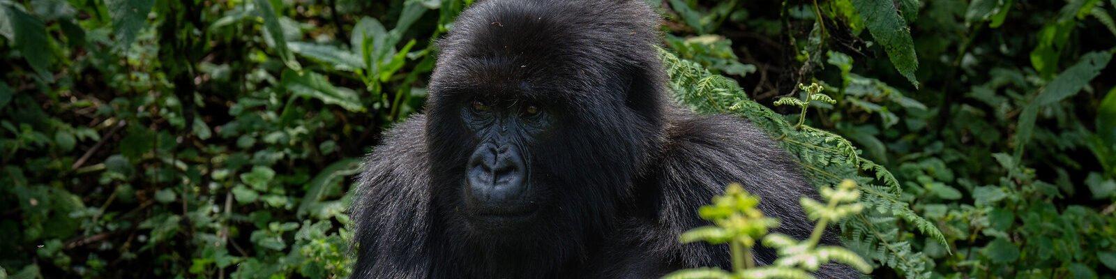 latest uganda wildlife authority tariffs 2024-2026