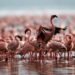 Bird Watching At Lake Nakuru