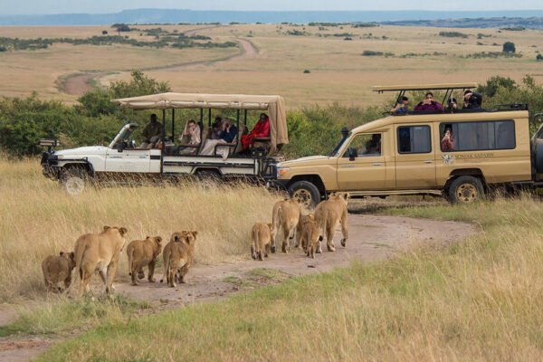 Budget wildlife safari in Tanzania