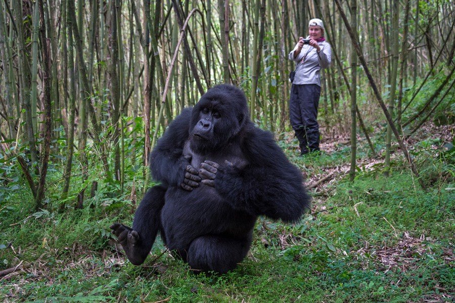 How to act around Gorilla