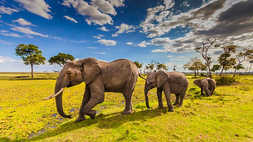 Kenya Wildlife Safari.