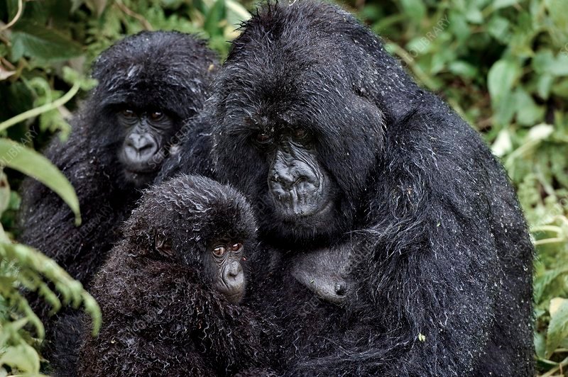 Best Time and Tips for Gorilla Trekking