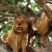 tree climbing lions