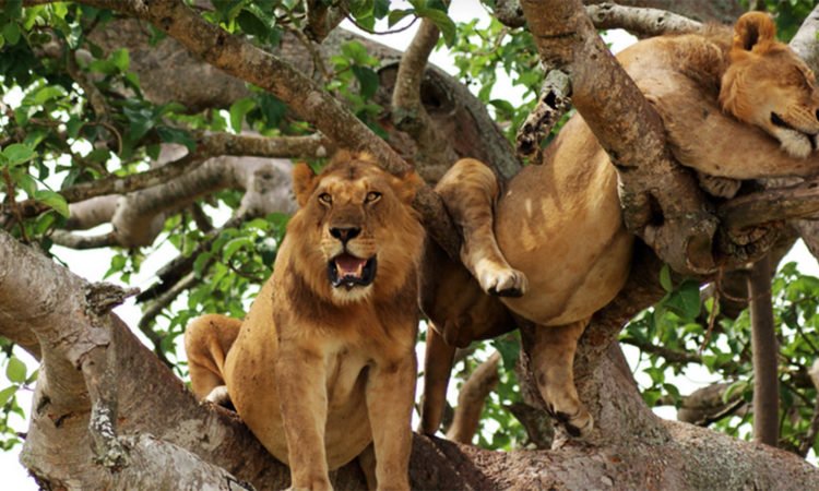 Why Do Some Lions Climb Trees? Discover the Unique Tree-Climbing Lions of Africa