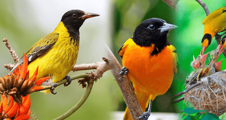 Exploring Uganda’s Rich Birdlife: The Ultimate Guide for Bird Enthusiasts