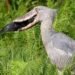 birding in bwindi impenetrable national park