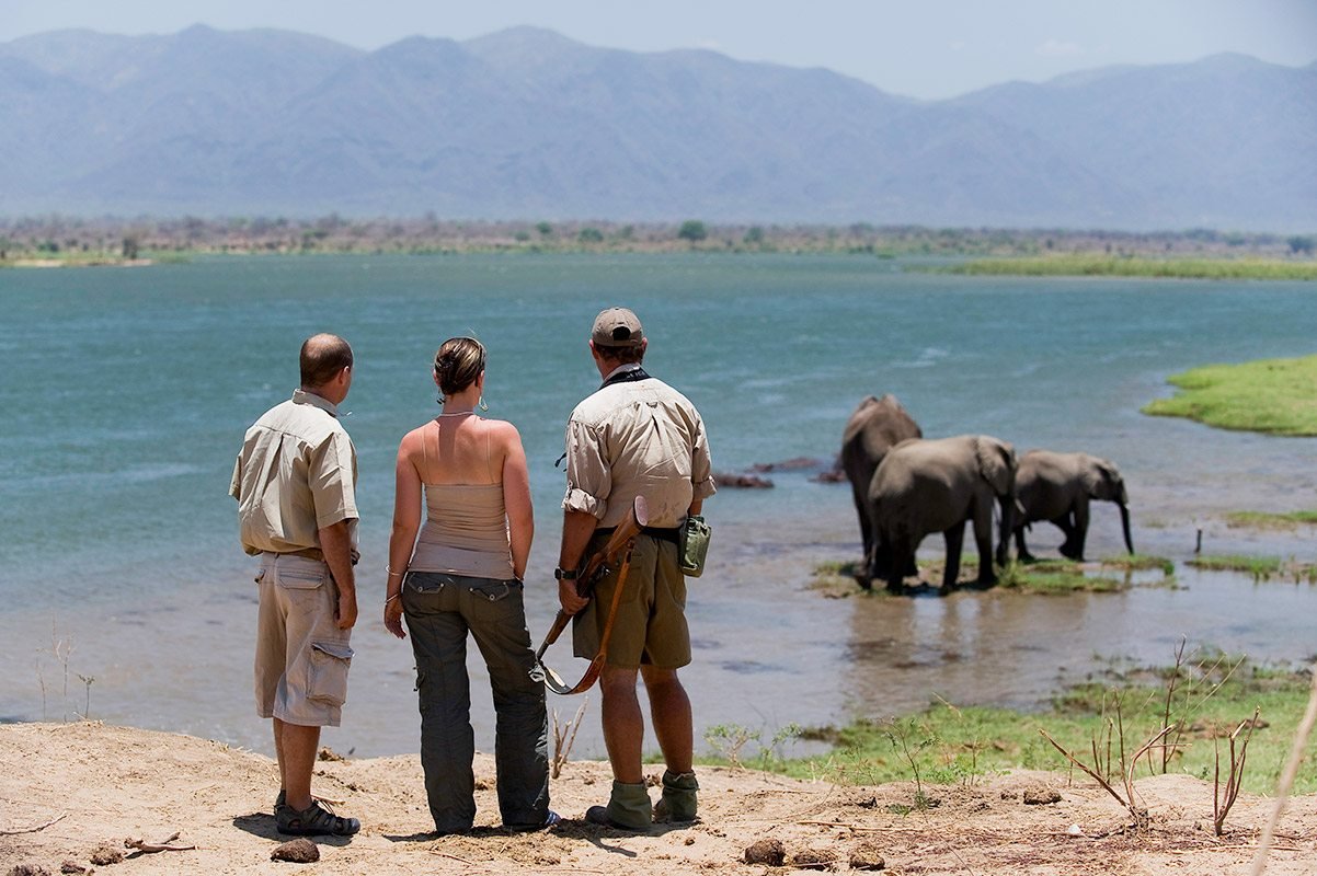 Guided walking safaris