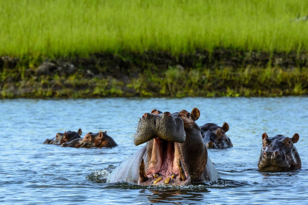 Lower Zambezi National Park