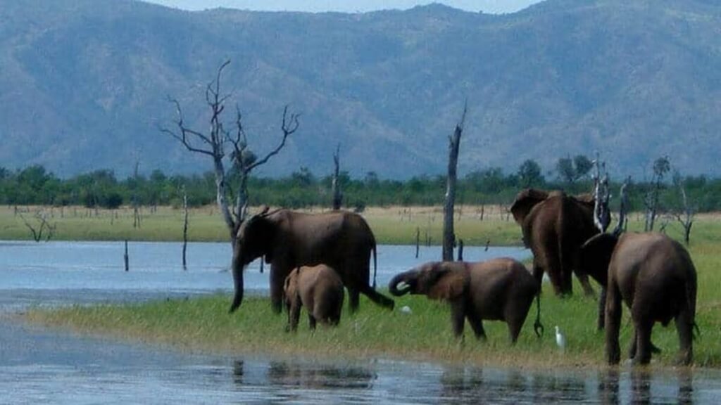 11 Days Of Walking with the Elephants on Safari in Zimbabwe and Zambia