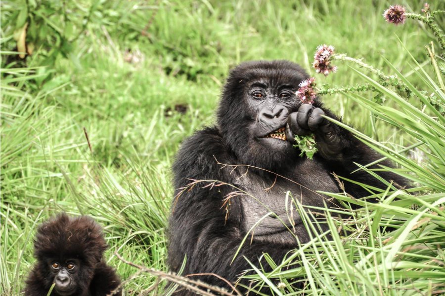 6-Day Combined Adventure Bonobos & Lowland Gorillas DRC