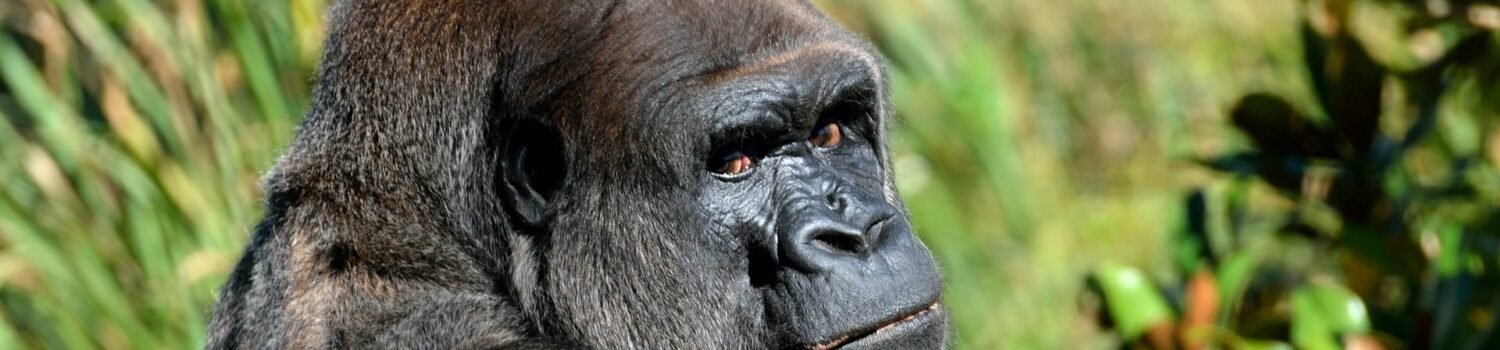 4-Day Eastern Lowland Gorilla Tracking Safari in Congo