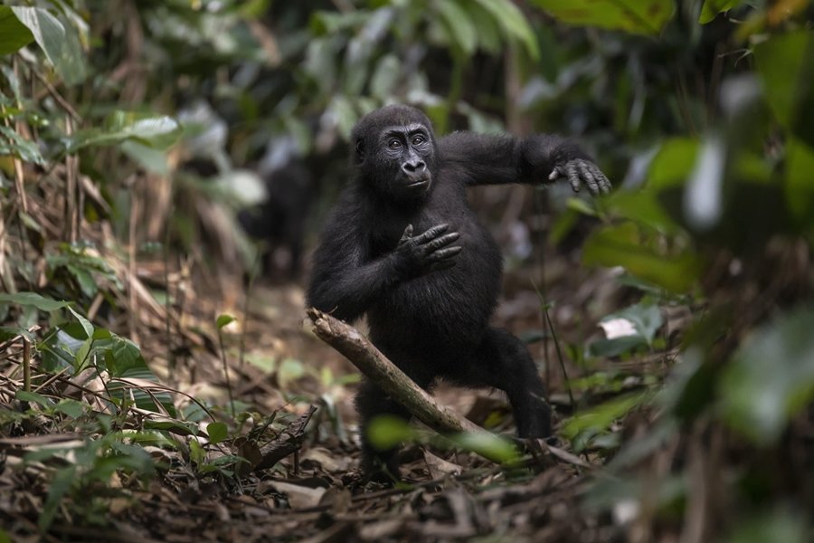 4 Days Double Gorilla Trekking in Congo