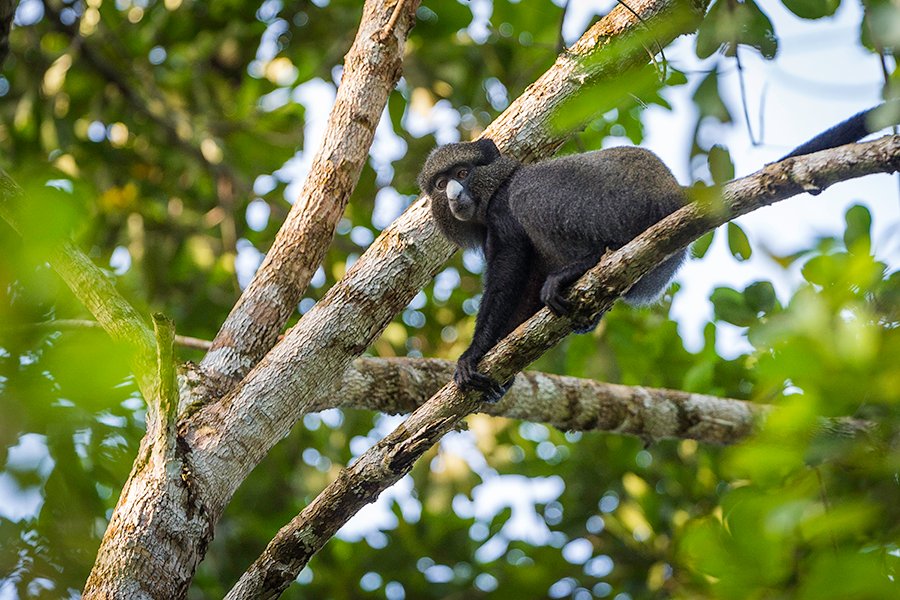 4 Days Lowland gorilla trekking in Kahuzi Biega National Park