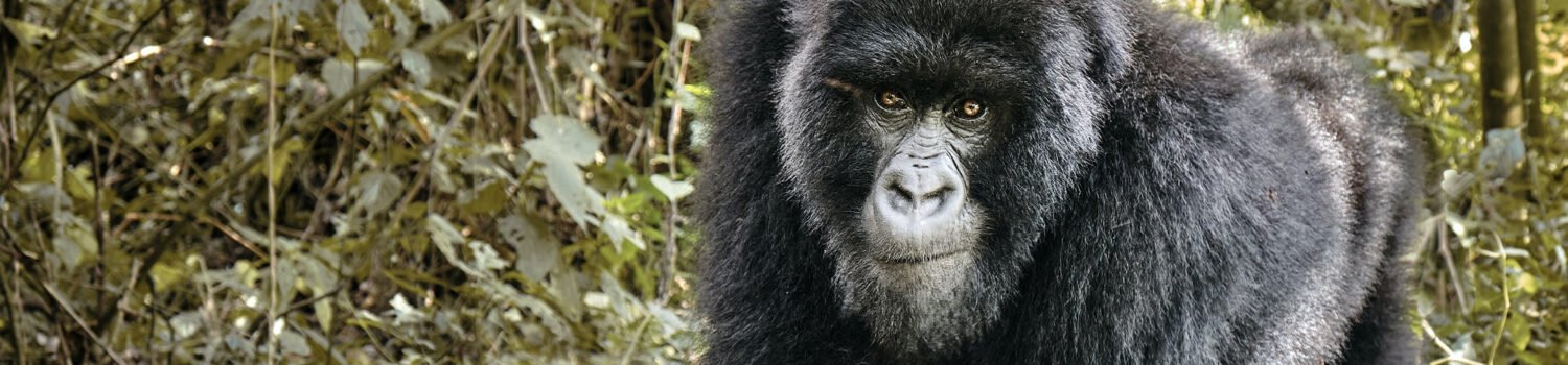 Gorillas Trekking Safaris