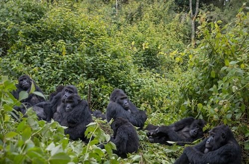 Kahuzi-Biega National Park 