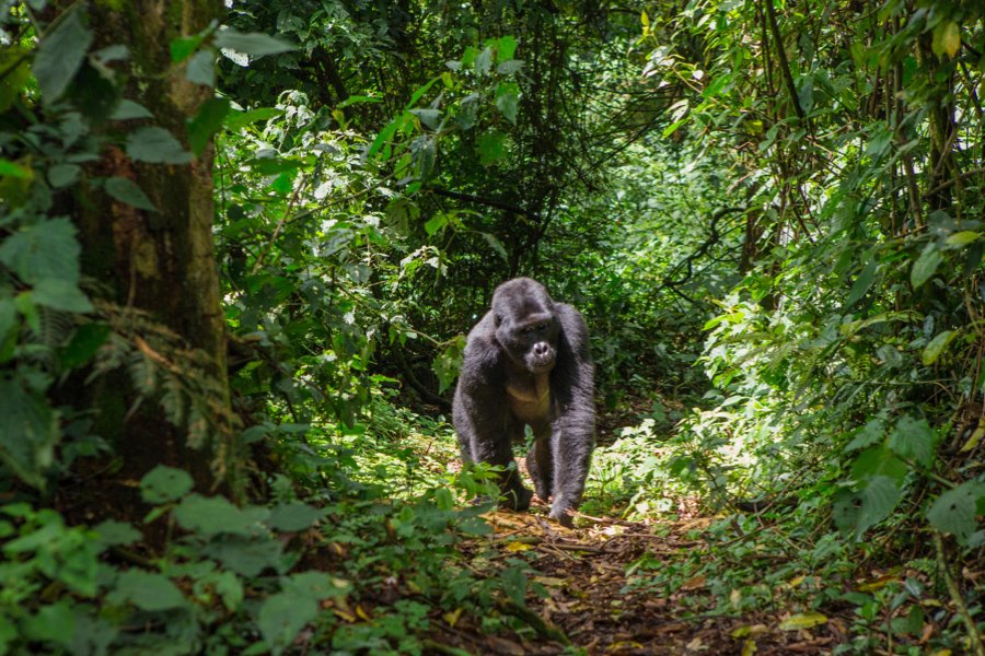 3-Day Low Land Gorillas with a Boat Ride on Lake Kivu