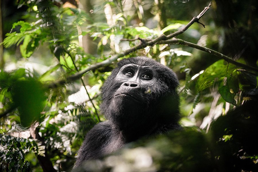 4-Day Eastern Lowland Gorilla Tracking Safari in Congo