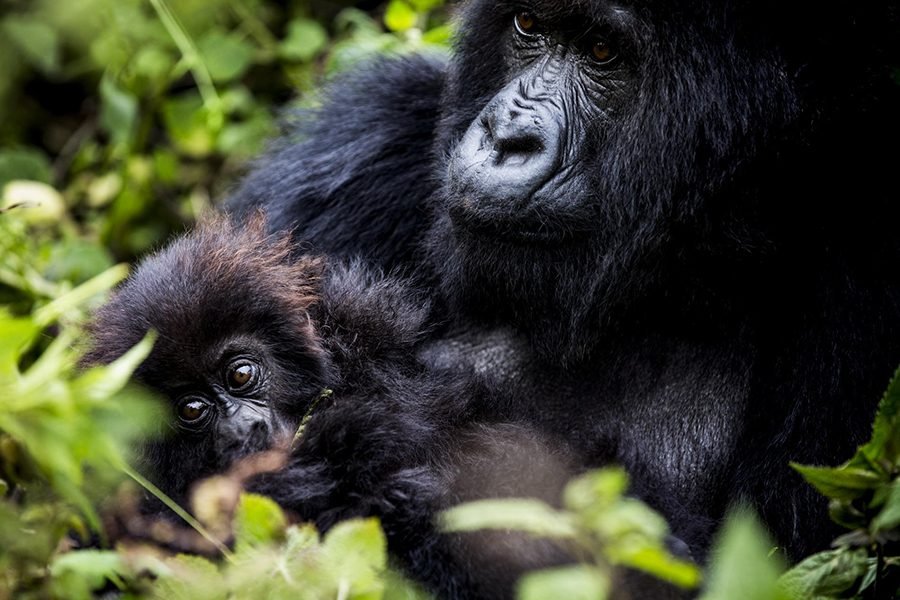 4-Day Chimpanzee & Gorilla Trekking Rwanda & Congo (DRC)