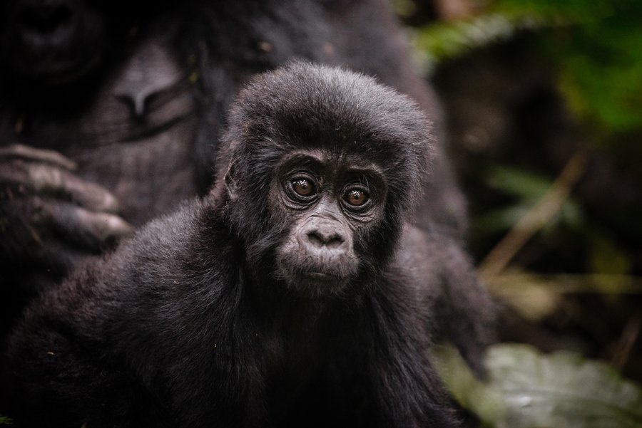 7-Day Chimpanzee and Lowland Gorillas Congo Safari