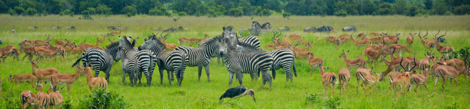 mikumi-national-park