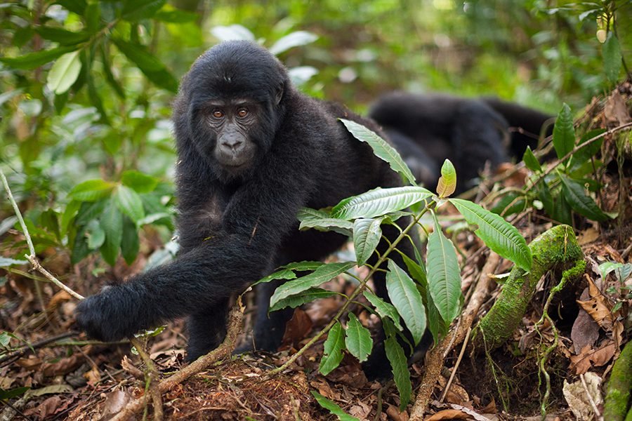 6-Day Combined Adventure Bonobos & Lowland Gorillas DRC