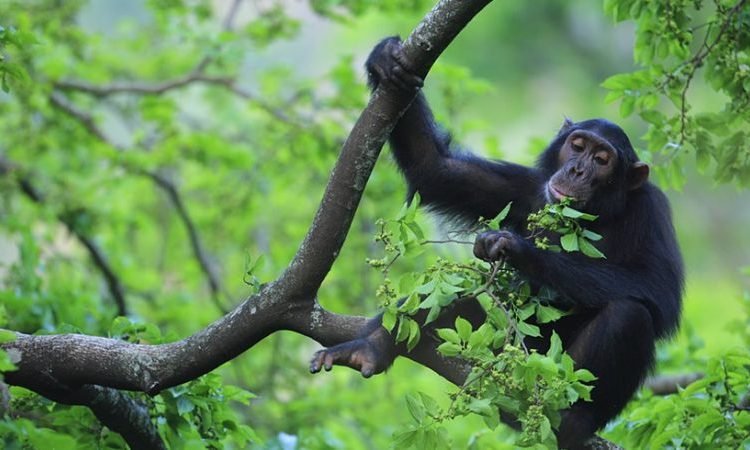 Gorilla & Chimpanzee Trekking in Uganda