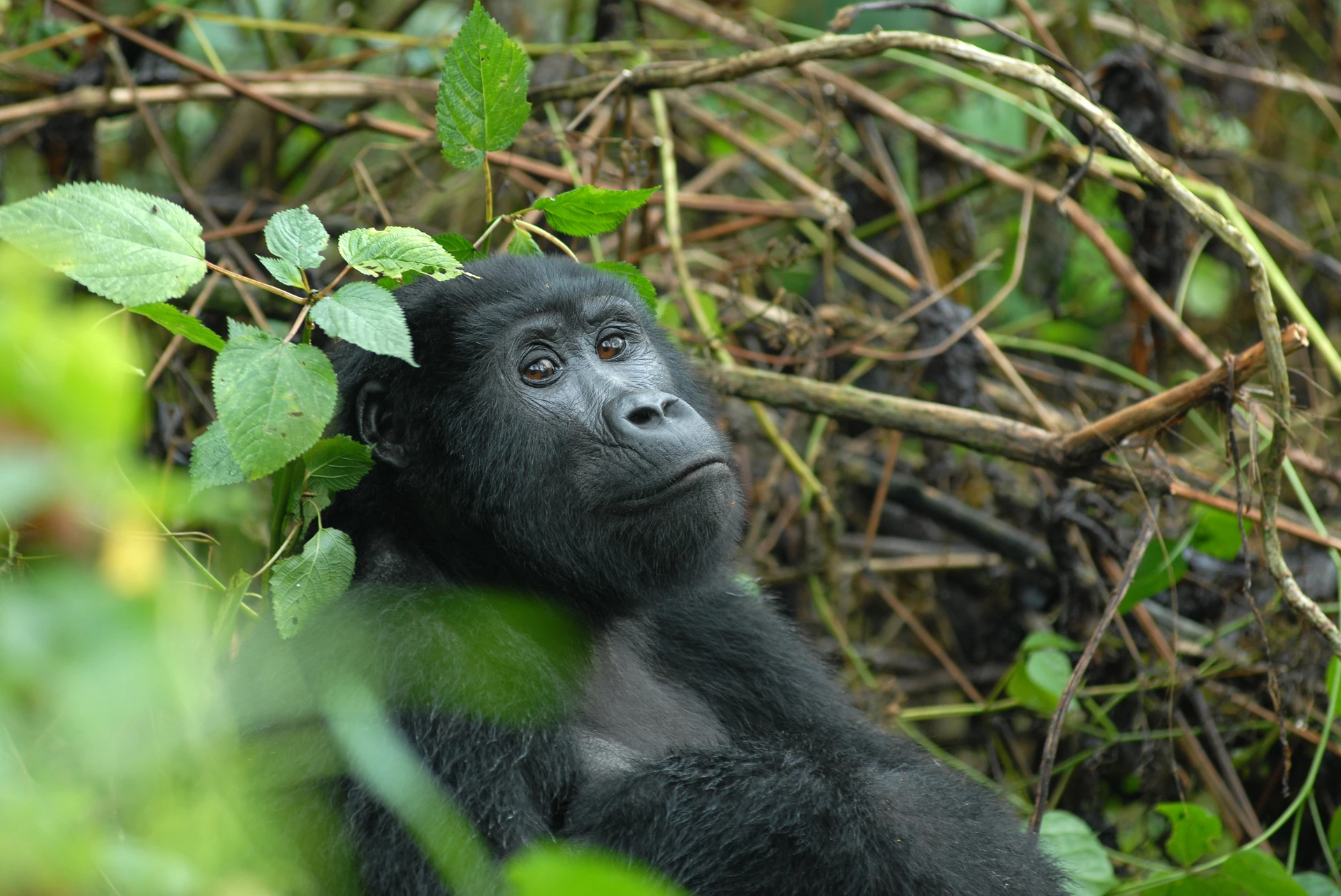 Gorilla Habituation in Africa 2025