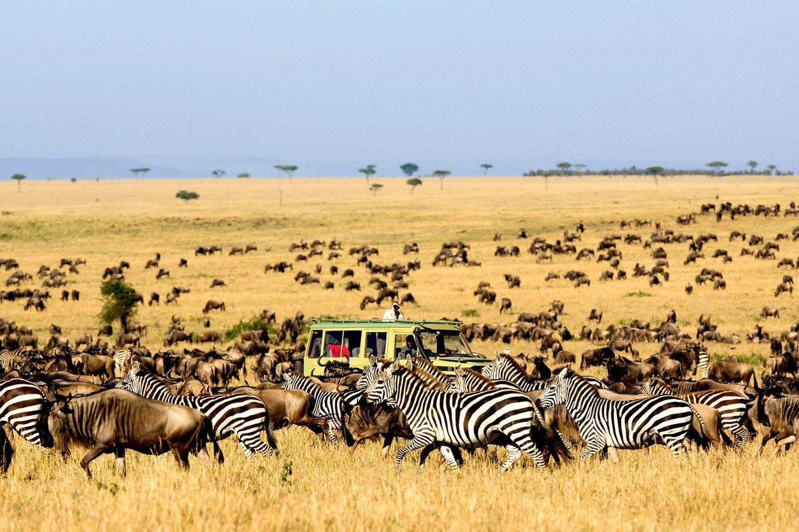 Great Wildebeest Migration in Tanzania and Kenya