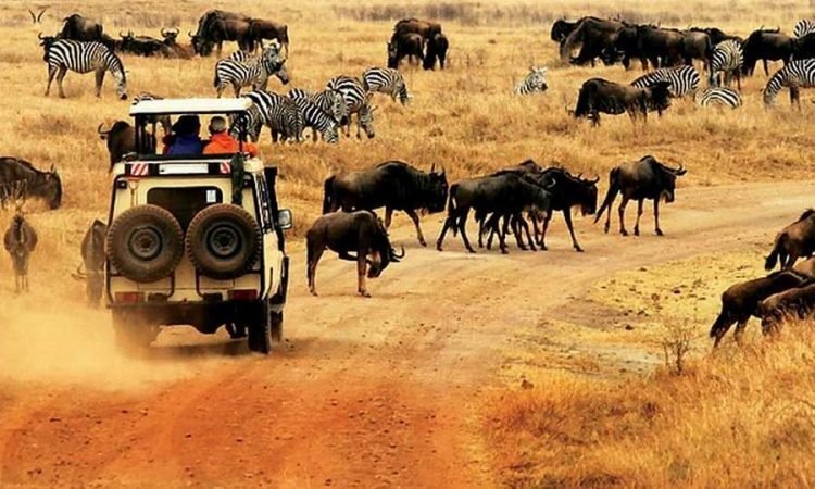 Wildlife Safari in Kenya: Animals Will You See