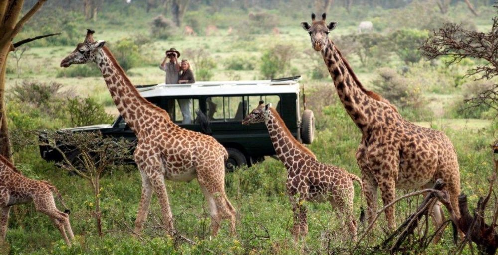 Best Places to Go on Safari in 2025