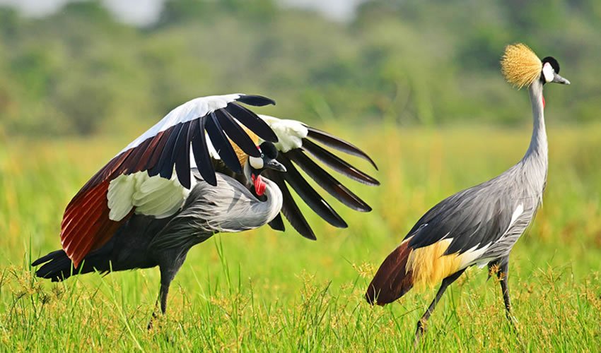 Guide on What to Expect on a Birding Safari in Uganda and Rwanda