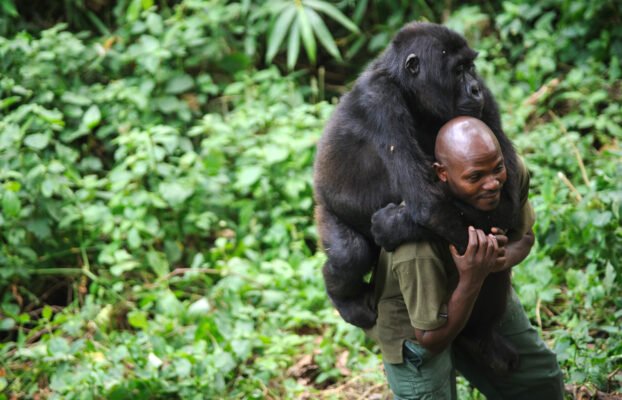 Gorillas in Congo