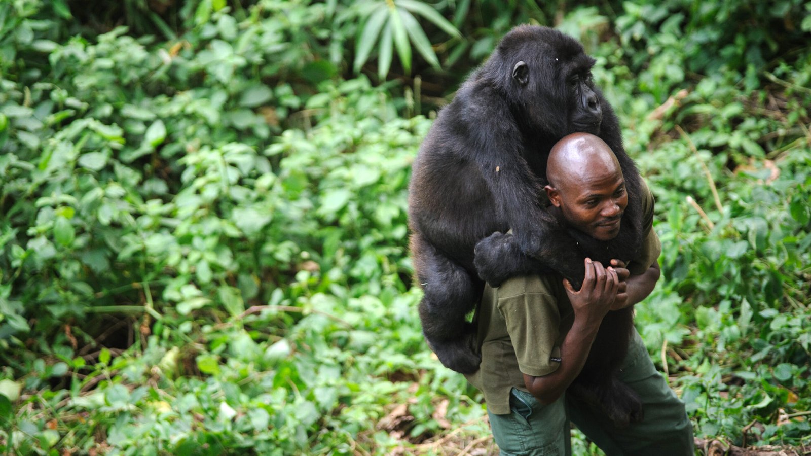 Gorillas in Congo