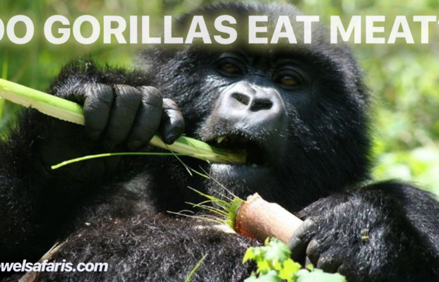 Do Gorillas Eat Meat?