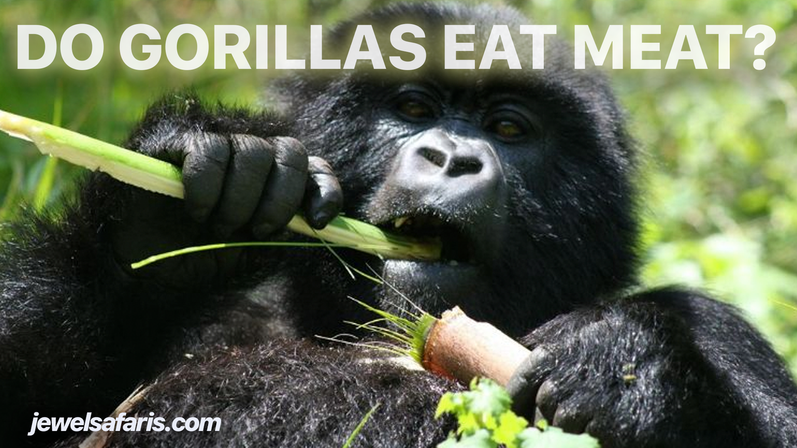 Do Gorillas Eat Meat?