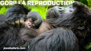 Gorillas Sex & Gorilla Mating - Jewel Safaris