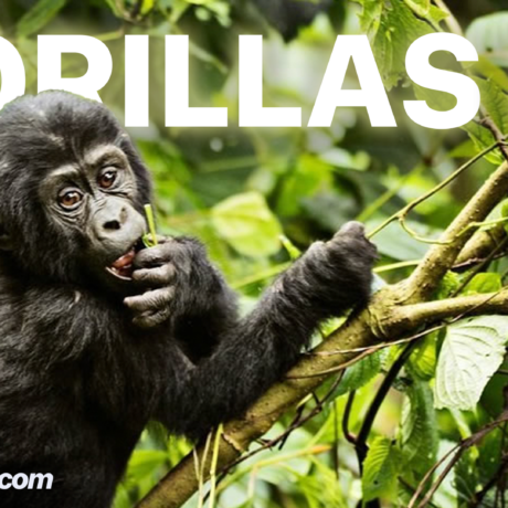 Gorillas Sex & Gorilla Mating - Jewel Safaris