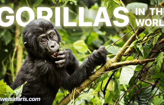 How Many Gorillas are left in the World