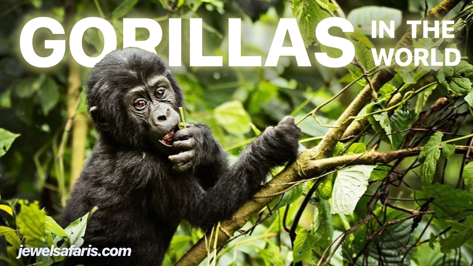 How Many Gorillas are left in the World