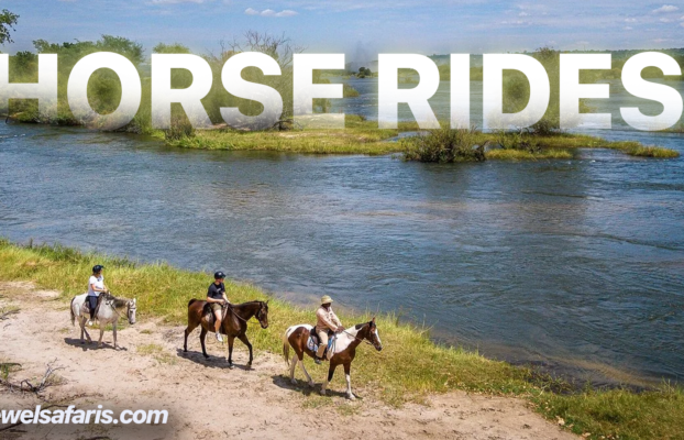 Victoria Falls Horse Ride Tours & Safaris