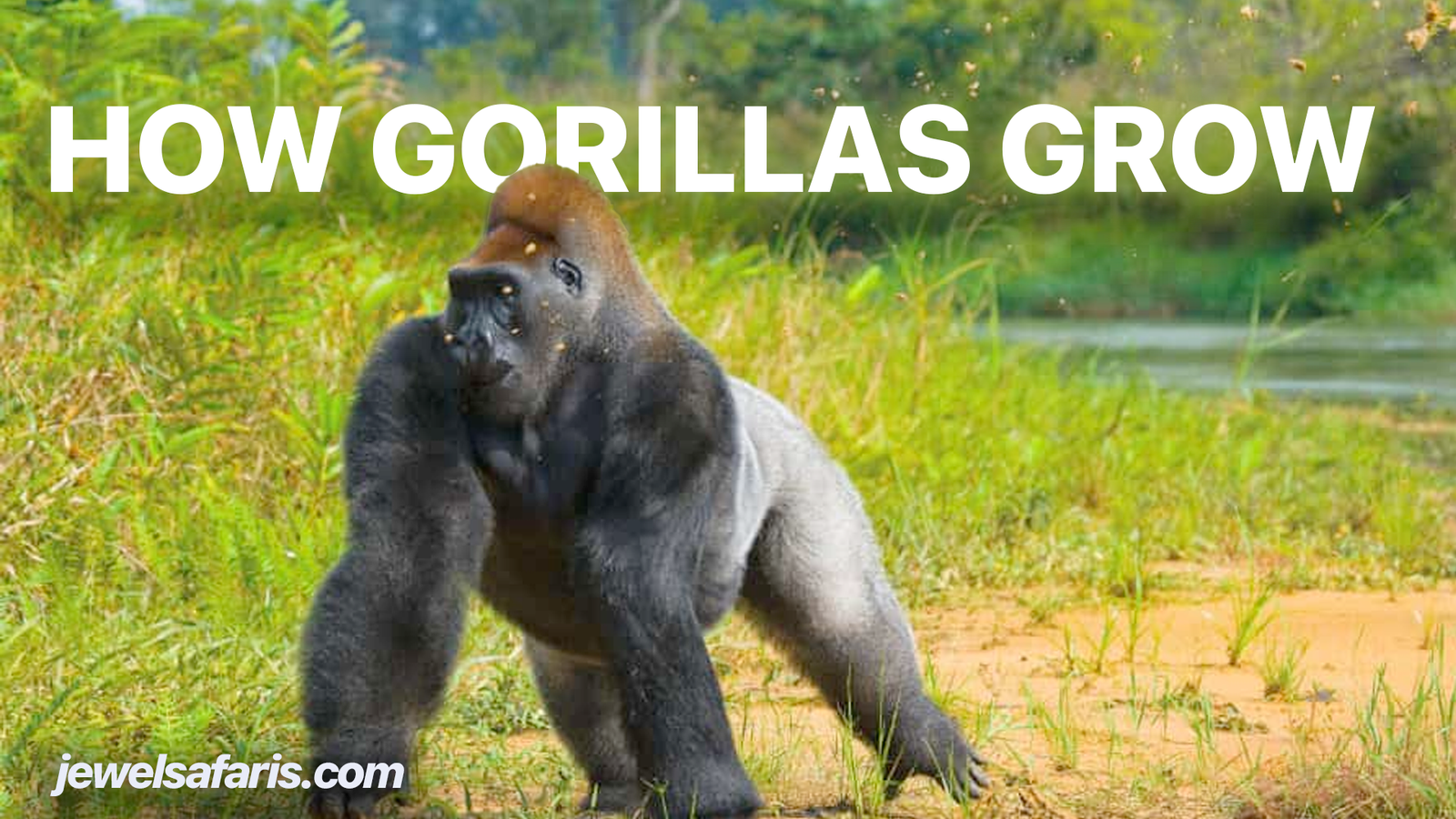 How Fast Do Gorillas Grow?