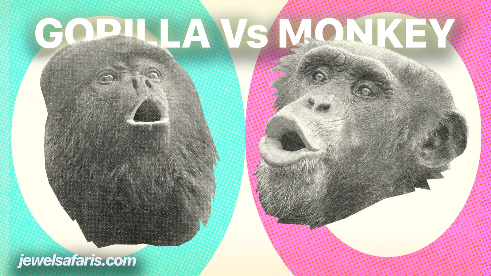 Is a Gorilla a Monkey?